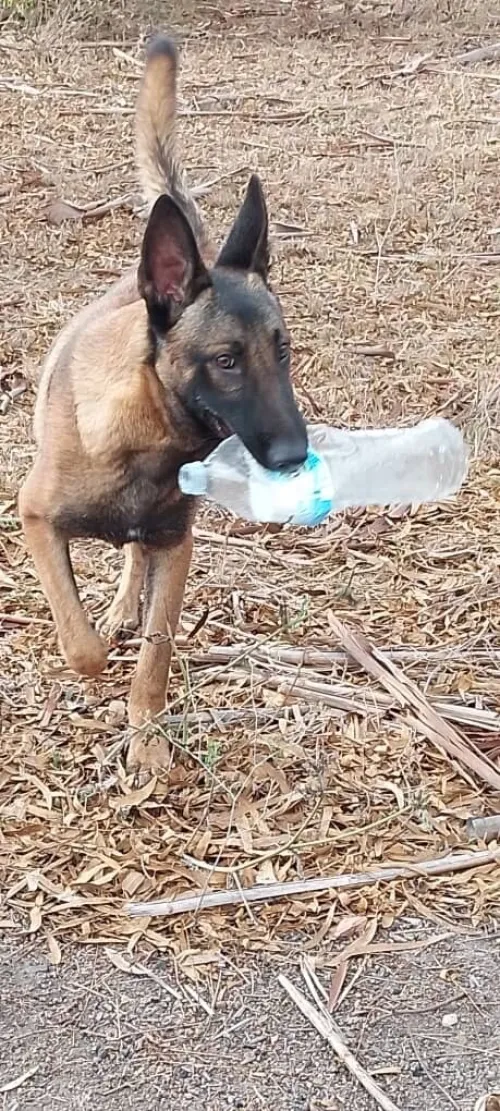 Donnation deux chiots Malinois de 8 mois  vaccinés, en très bonne santé . Alger