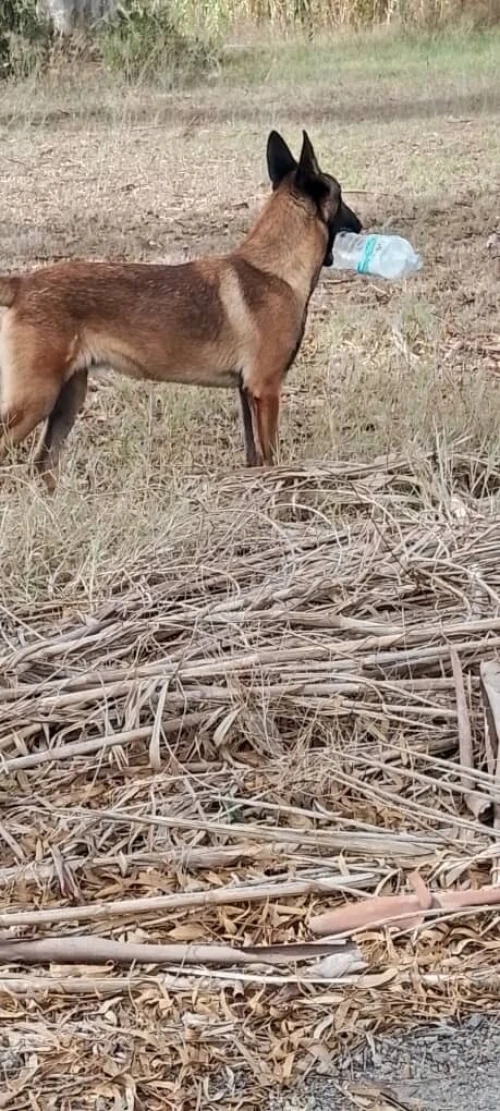 Donnation deux chiots Malinois de 8 mois  vaccinés, en très bonne santé . Alger