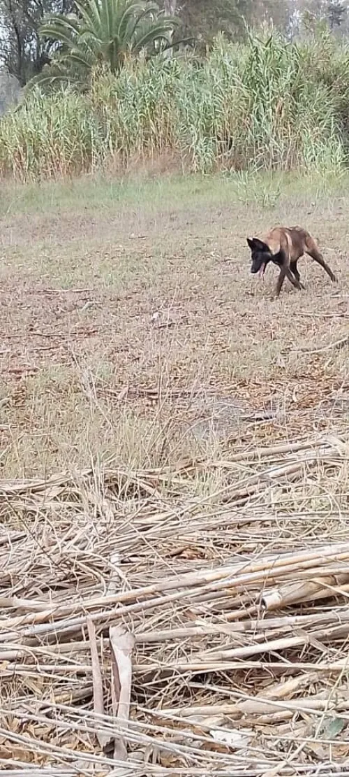 Donnation deux chiots Malinois de 8 mois  vaccinés, en très bonne santé . Alger