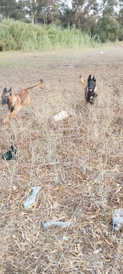 Donnation deux chiots Malinois de 8 mois  vaccinés, en très bonne santé . Alger