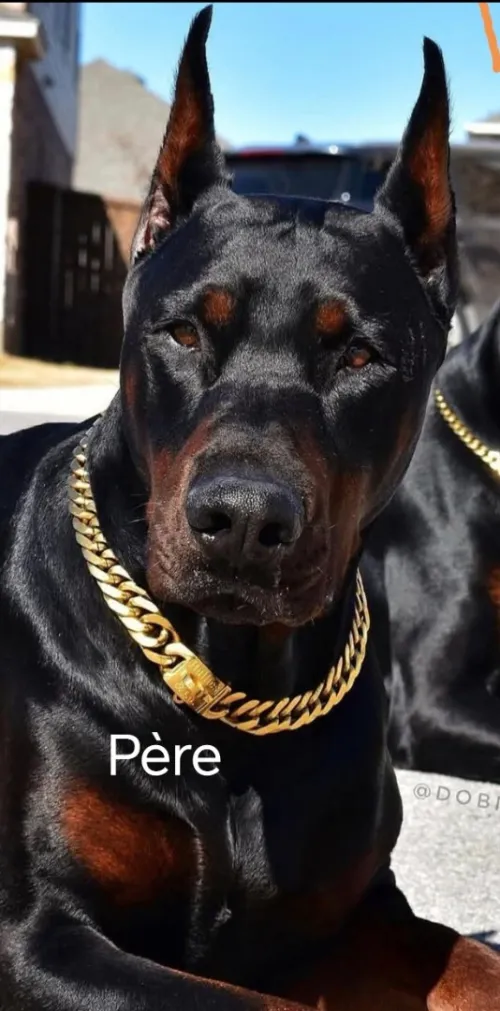 Doberman Europeans pure d'origine France