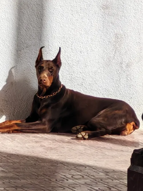 Doberman Europeans pure d'origine France