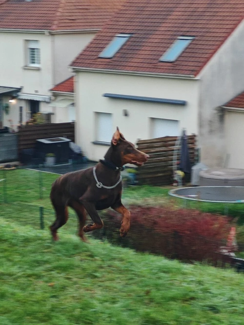 Doberman Europeans pure d'origine France