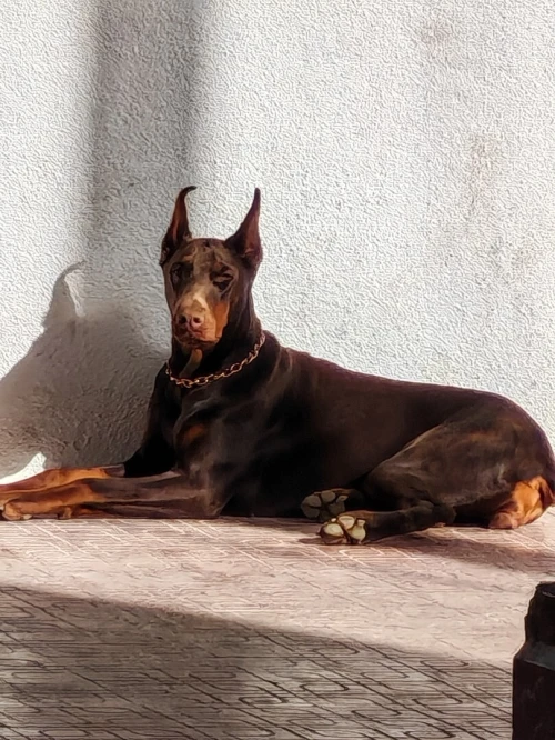 Doberman Europeans pure d'origine France
