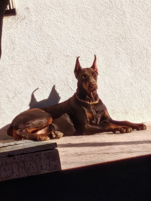 Doberman Europeans pure d'origine France