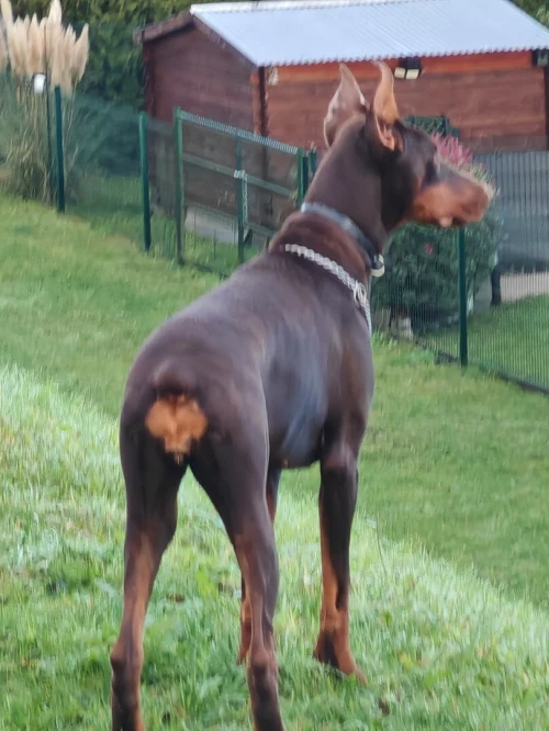 Doberman Europeans pure d'origine France