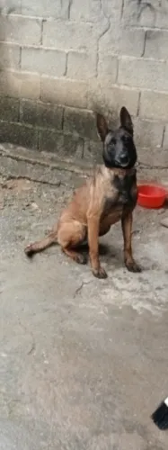 Chienne malinois