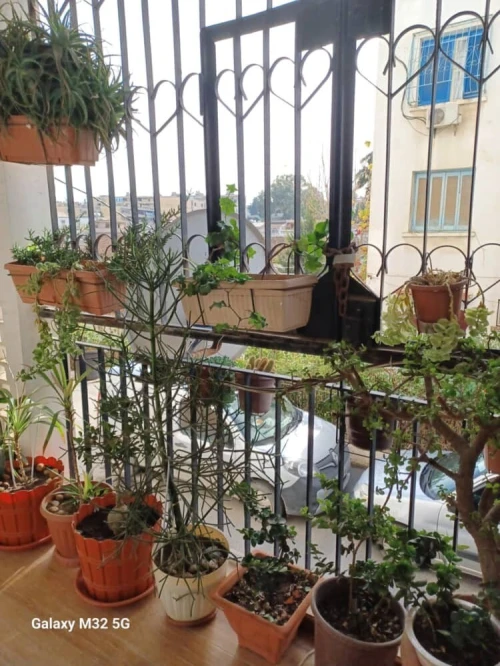 Vente Appartement F3 Alger Kouba