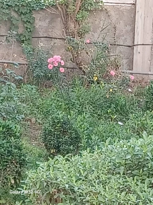 Vente Appartement F3 Alger Kouba