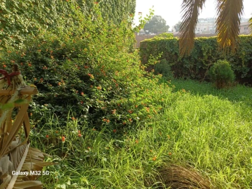 Vente Appartement F3 Alger Kouba