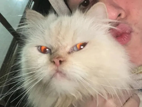 Chat Himalayan 