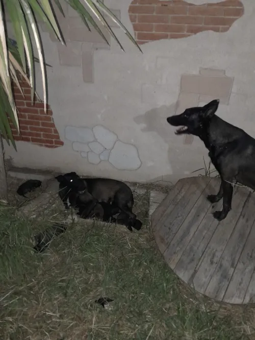 Chiot
