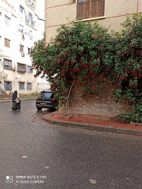Vente Villa Blida Beni mered