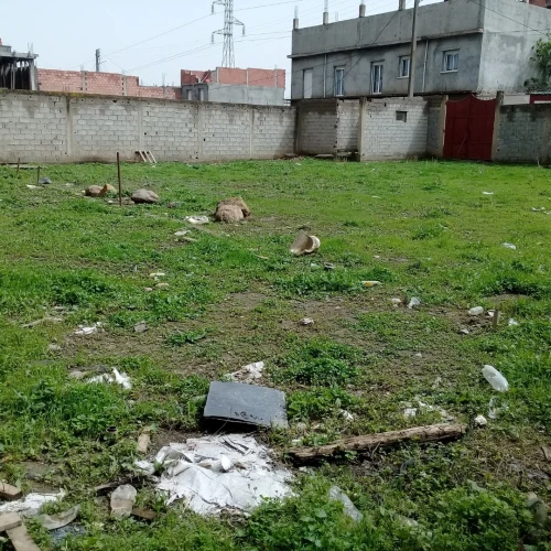 Vente Terrain Alger Tessala el merdja