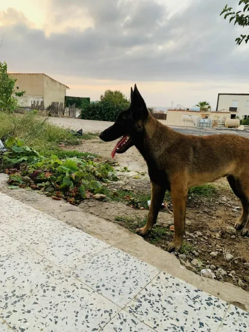 Chien malinois 