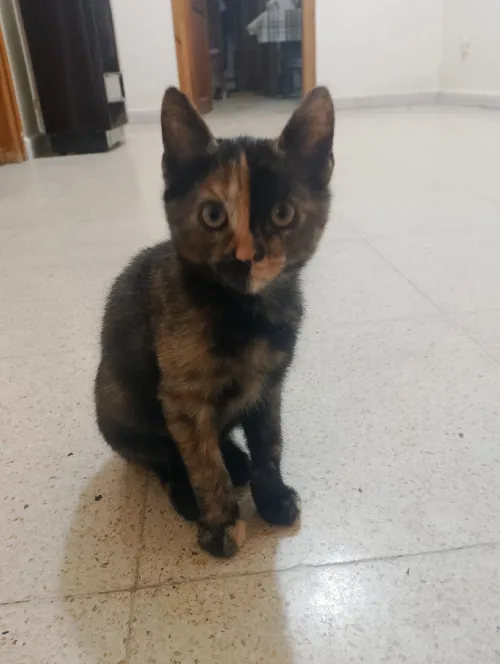 Pour adoption