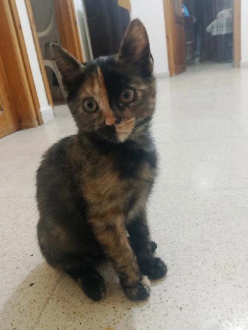 Pour adoption