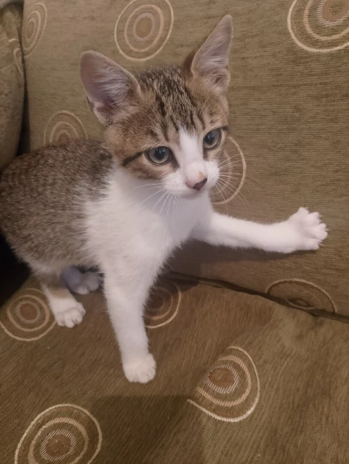 Pour adoption