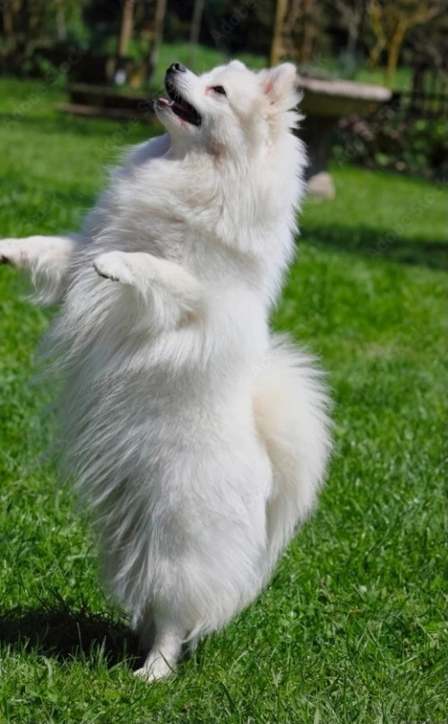 Chien spitz allemand rare