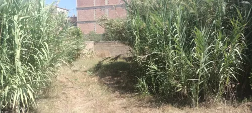 Vente Terrain Boumerdès Ouled hedadj