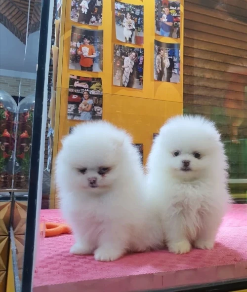 Chien spitz pomeranian loulou