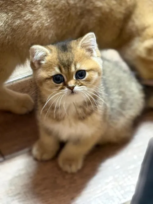 Disponible 3 malle scottish fold et british golden