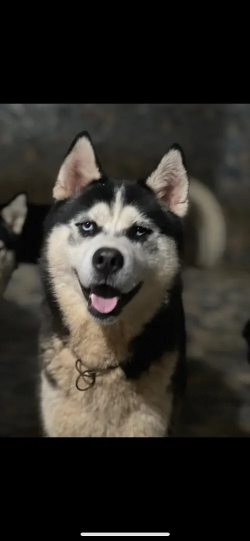 Husky