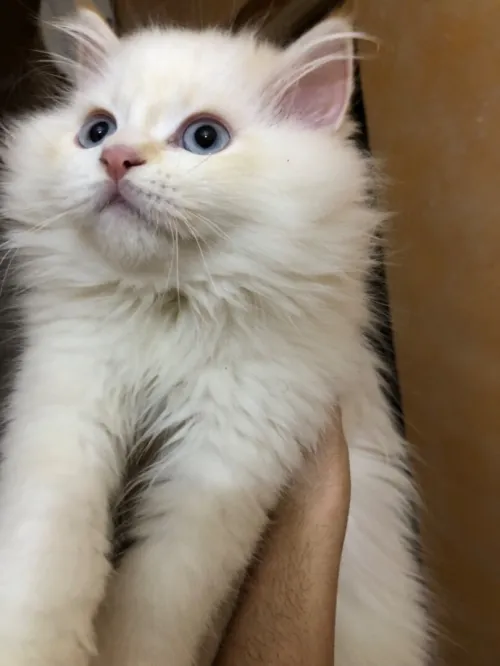 Chaton persan Chirazy Femelle