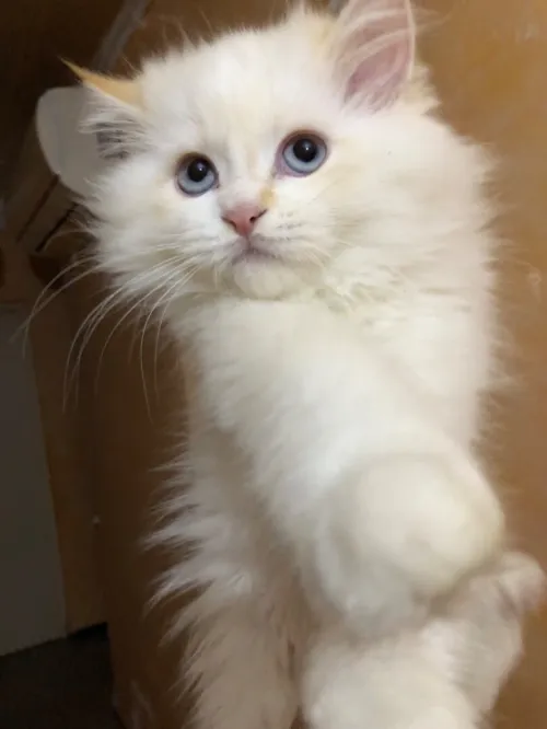 Chaton persan Chirazy Femelle