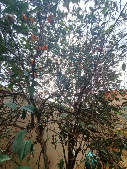 Vente Villa Oran Bethioua