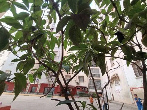Vente Appartement F4 Oran Bir el djir