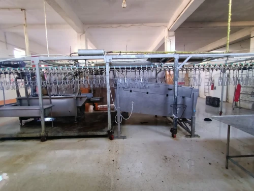 Chaîne d'abattage industriel de volaille 