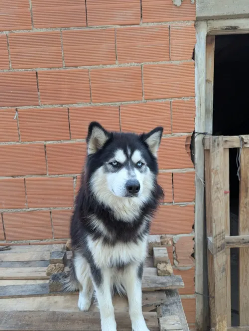 Chien husky