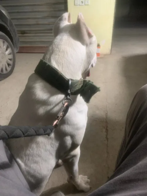 Chien dog argentine 