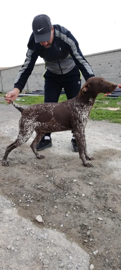 chien de chasse braque allemand pure race