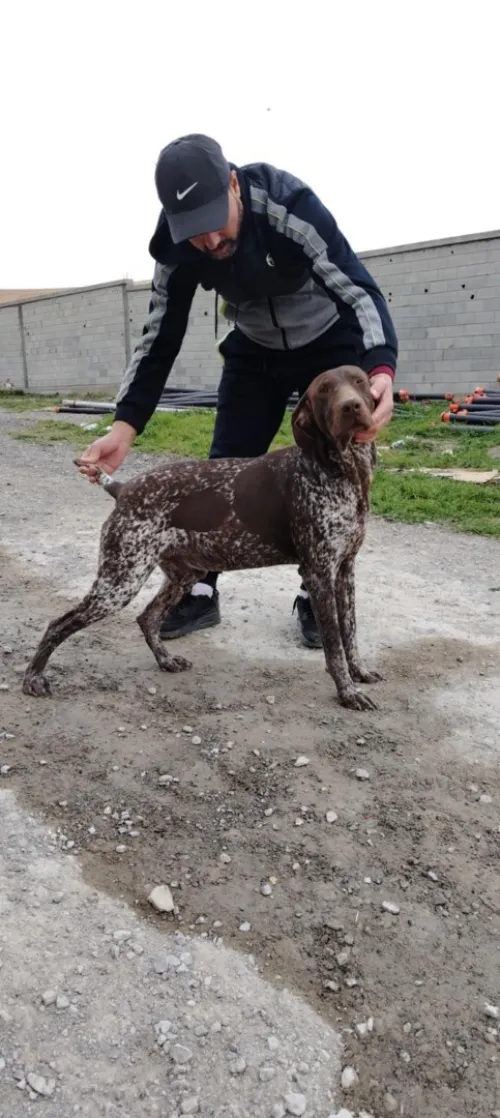 chien de chasse braque allemand pure race