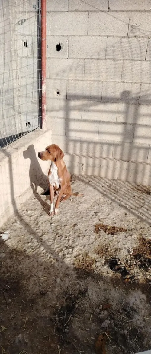 chien de chasse pointer anglais