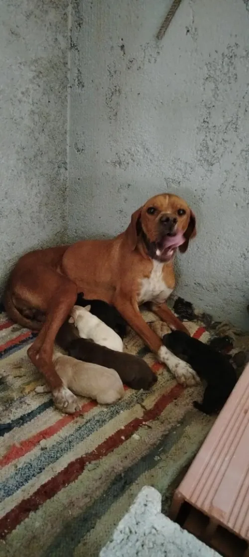 chien de chasse pointer anglais