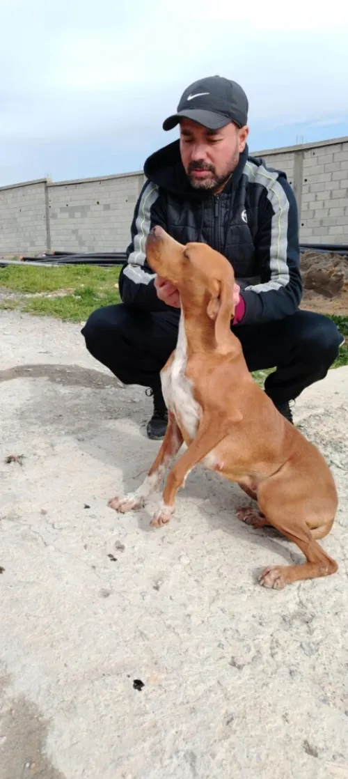 chien de chasse pointer anglais