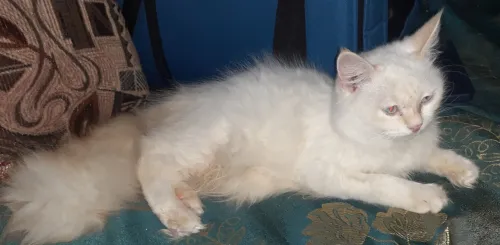 Chat croisé persan