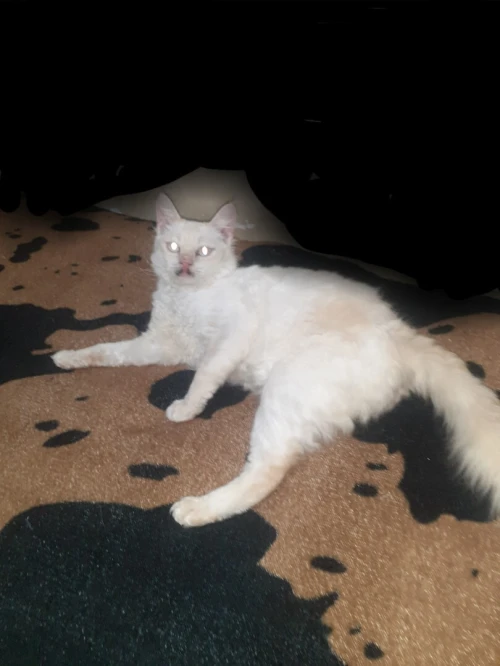 Chat croisé persan