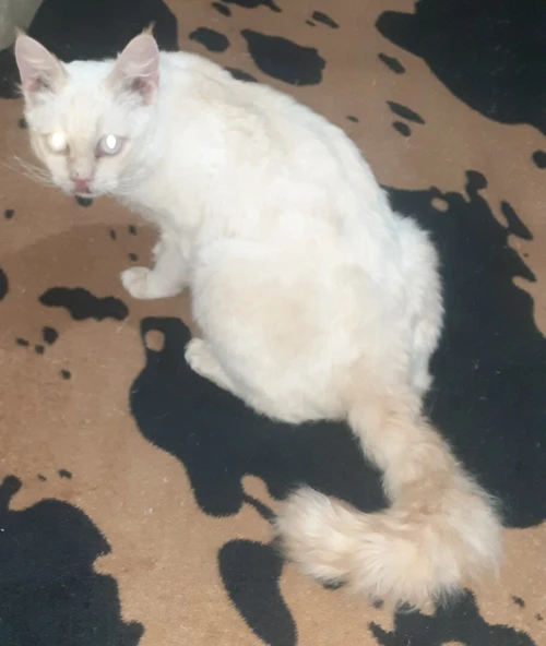 Chat race selkirk rex