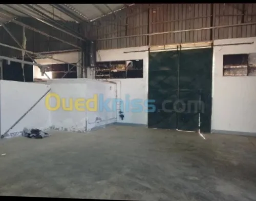 Vente Hangar - Usine Tipaza Bou ismail