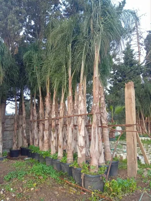 Éco jardin 