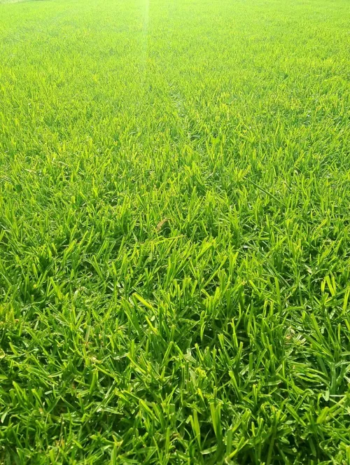 Éco jardin 