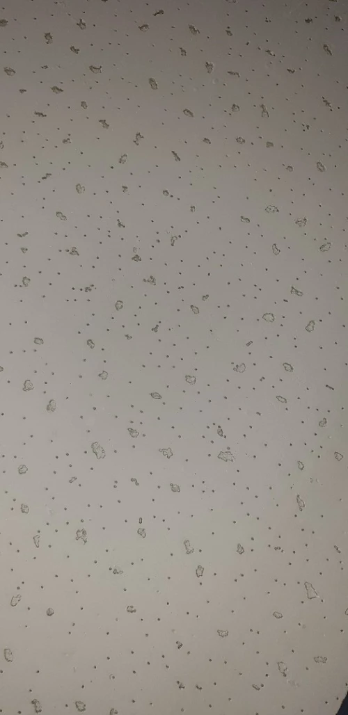 Faux plafond laine minéral 