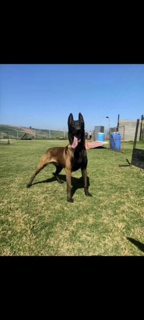 berger belge malinois