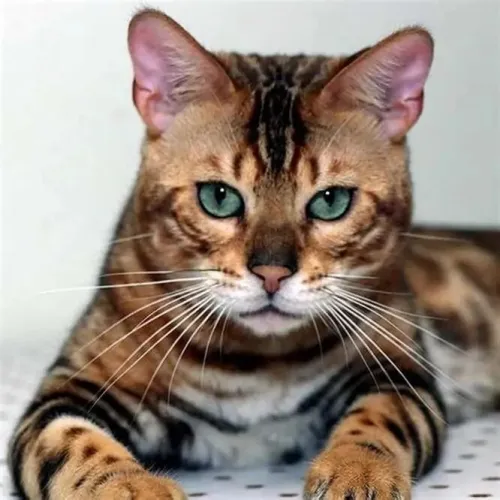 chat bengal0/550/05/54/77