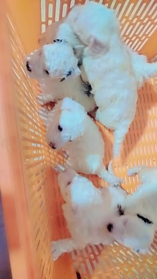 Bichon 