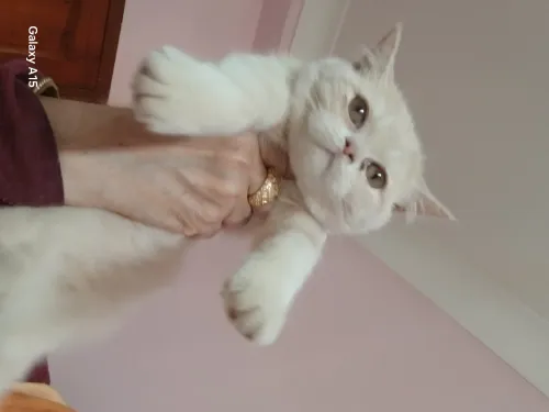  chatons persan/ british